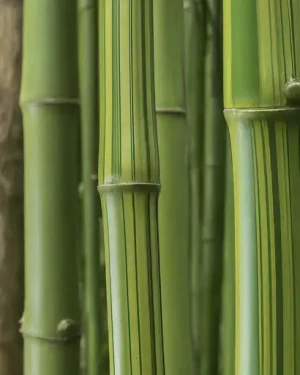 Bamboo Fabric And Its Application In Garment Industry