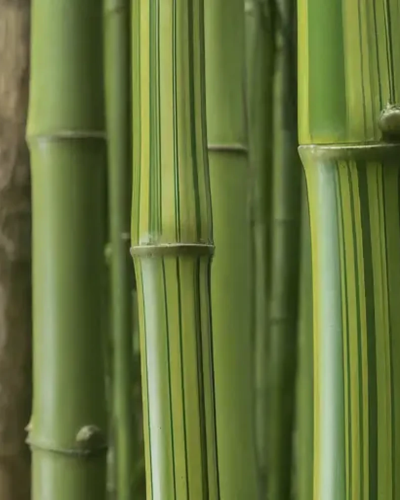 Bamboo Fabric And Its Application In Garment Industry